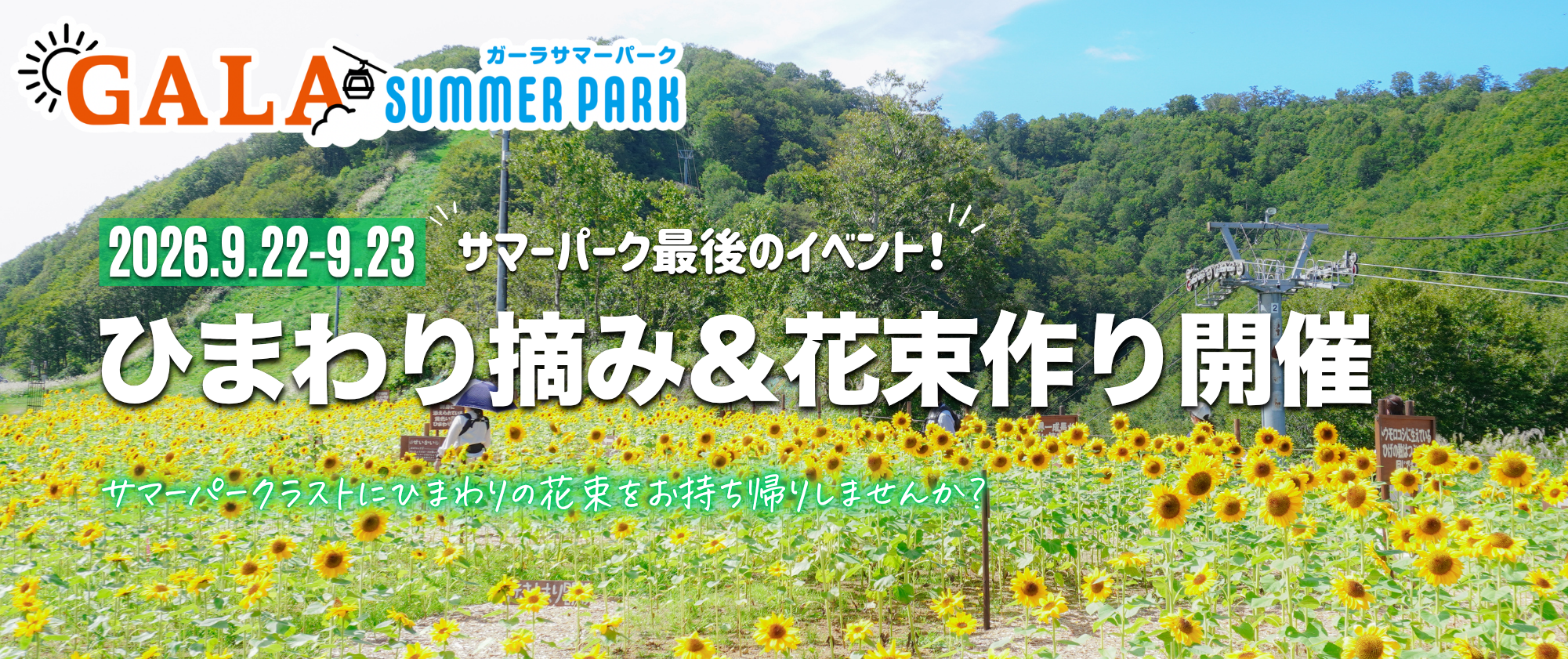 ひまわり満開9月